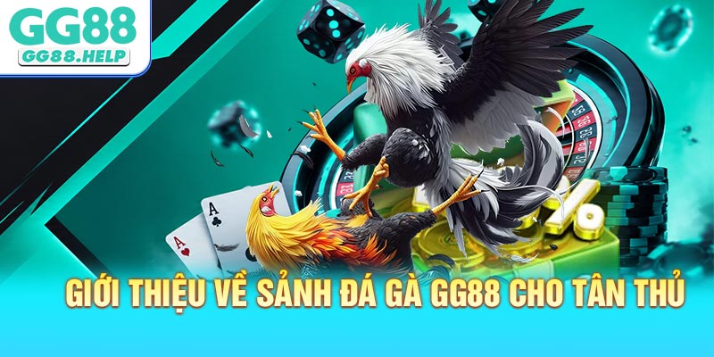 Giới thiệu về sảnh đá gà GG88 cho tân thủ