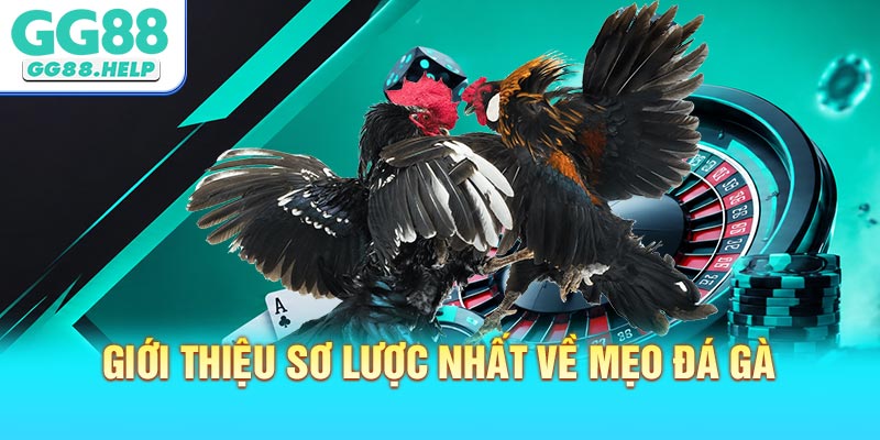 Giới Thiệu Sơ Lược Nhất Về Mẹo Đá Gà