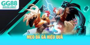 Mẹo Đá Gà Hiệu Quả Dành Cho Người Mới Bắt Đầu