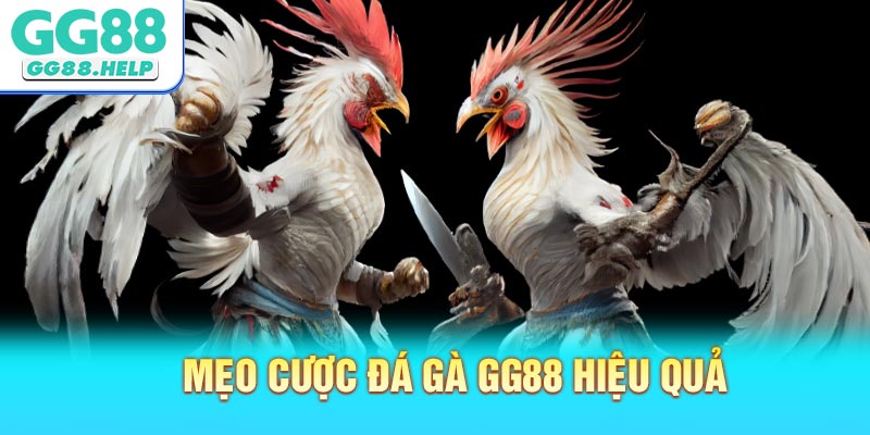 Mẹo cược đá gà GG88 hiệu quả cho thành viên
