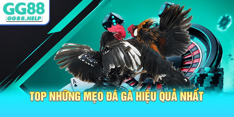 Top Những Mẹo Đá Gà Hiệu Quả Nhất